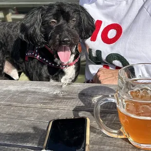 The pup eyeing a Blood Orange Wheat !