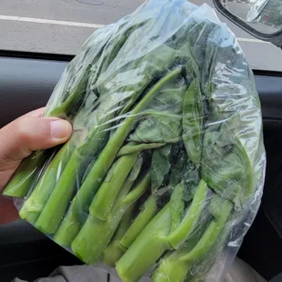 Gai Lan- Chinese Broccoli