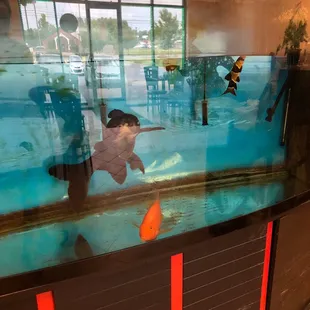 Huge fish in Aquarium