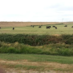 Beautiful cow grazing ..in your back ground. .