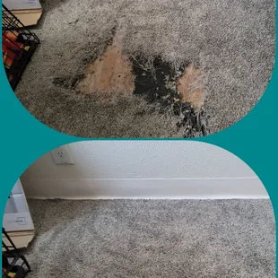 Pet damage carpet repair in Albuquerque, New Mexico!