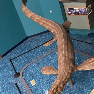 View of an aquatic dinosaur.