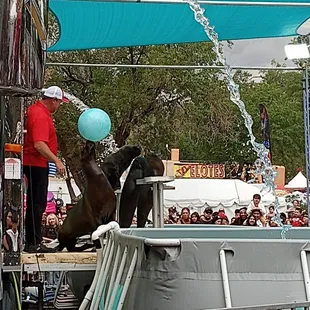Sea lion show!