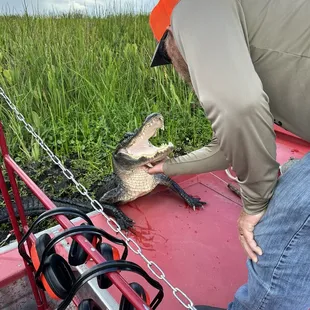New Orleans Airboat Swamp Tours