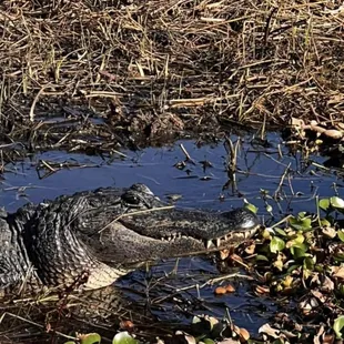 Gator