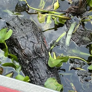 Our new friend , waiting on his Marshmallows lol