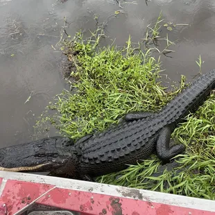 So close to the gators