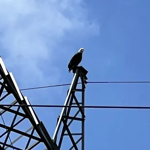 Bald eagle