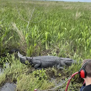 13 foot gator