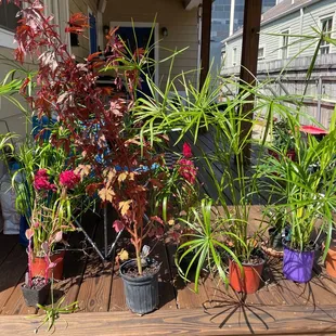 Variety of Plants Sold