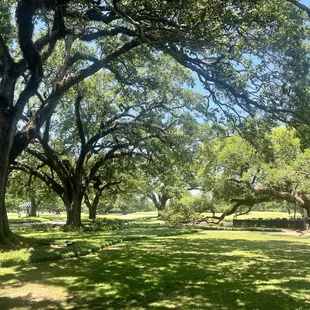 My favorite part of the golf course. Exactly - not actually on it. But how about those live oaks!!??