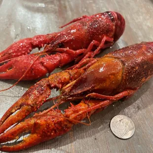 These are hands down the largest crawfish we've ever seen. All of them were large!
