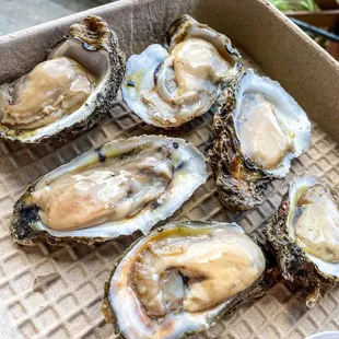 Raw Oysters! instagram: @diningwithkels