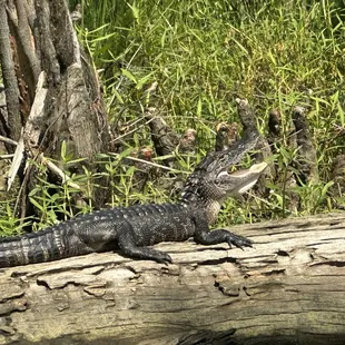 Gator