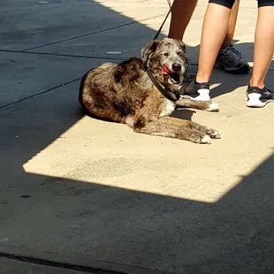 People brought their pets to the festival