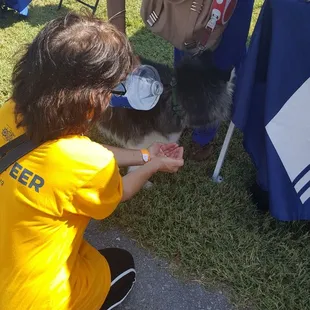 A volunteer helping a thirsty dog.