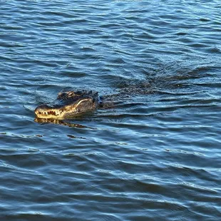 Gator!