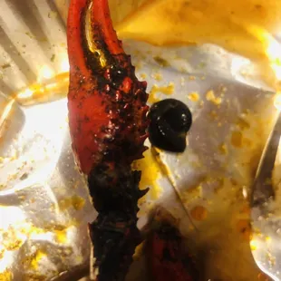 cooked lobster