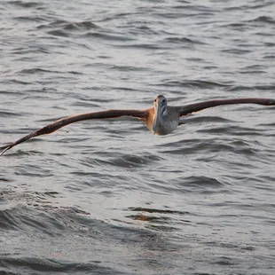 Brown Pelican