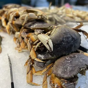 crabs on ice