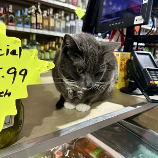 Adorable, sweet bodega cat named Whiskey