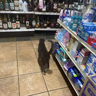 Shop cat