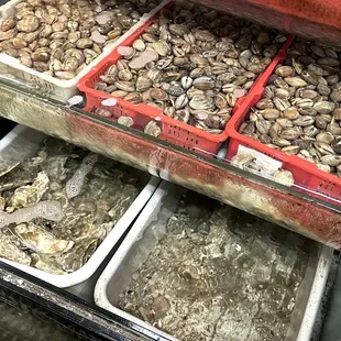 oysters and mussels