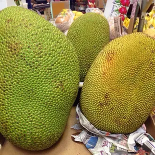 Unbelievably gigantic jackfruits!!
