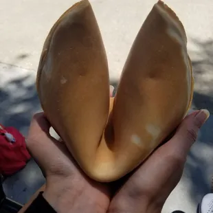 Giant Fortune Cookie