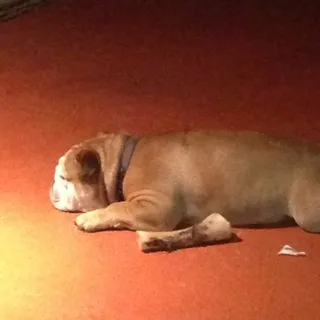 Bruno P.