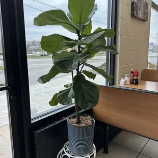 interior, ramen and noodles