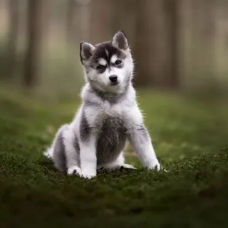 Huskies C.