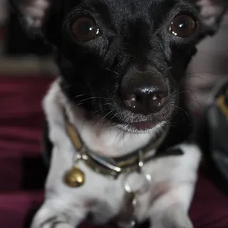 Izzie B.