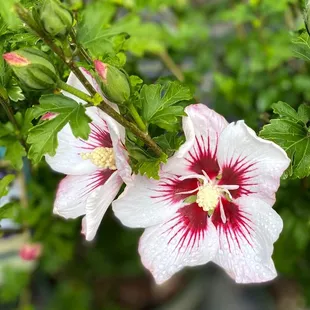 Hibiscus in Seattle? Yes! When they&apos;re hearty hibiscus like this one.