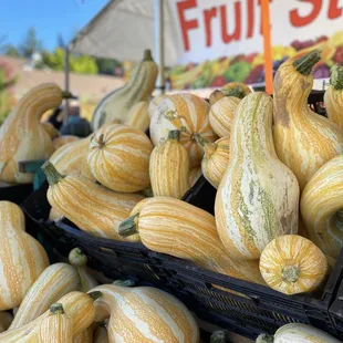 Every year, we carry over 20 different types of winter squash. Our squash market is a destination for favorites and hard-to-find varieties.