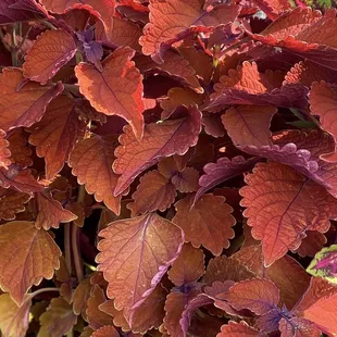 a close up of a plant