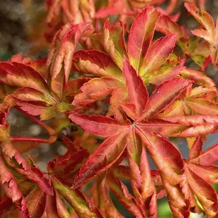 Japanese maples! We typically carry over 50 varieties at any given time.