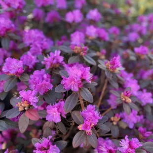 We&apos;re suckers for rhododendrons.