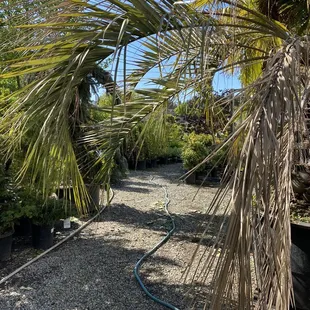 What a day to stroll through the nursery at Newcastle Fruit and Produce!