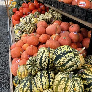 Our annual squash market. We typically carry over 20 varieties ever year.