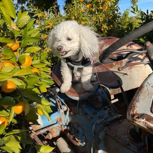 a dog sitting on an old tractor