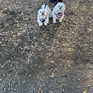 two small white dogs on leashes
