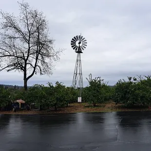 Mandarin orange orchard