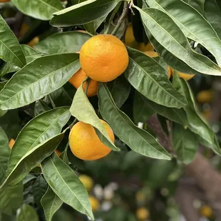 an orange tree with oranges growing on it