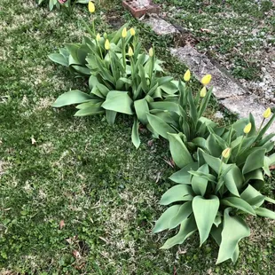 Flowers are blooming!