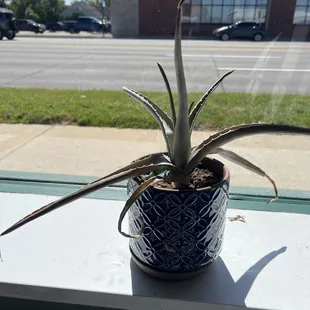 Dead plant