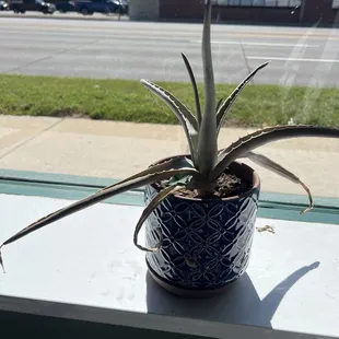 Dead plant