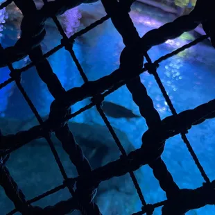 Rope Bridge (Turtle Below)