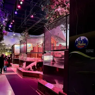 Bayou-looking area that housed the gators