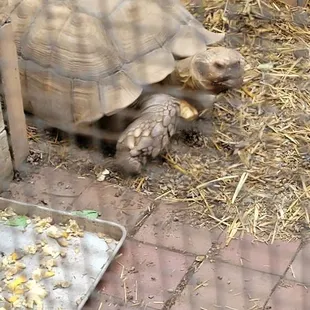 Gucci the tortoise  was the best thing about this event. Don't waste your money!!